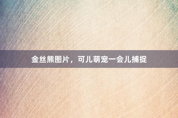 金丝熊图片,可儿萌宠一会儿捕捉